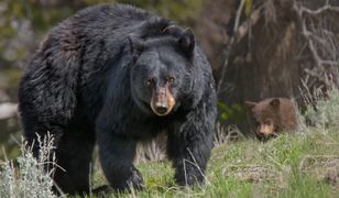 Tragedia w Parku Narodowym. Niedźwiedź zabił nastolatka