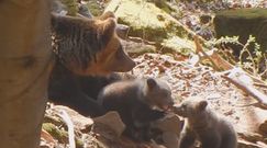 Niedźwiedzia rodzina. Leśnicy opublikowali nagranie z Bieszczad
