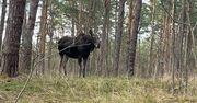 Nietypowy widok w Sobieszewie. Zatrzymałam się z wrażenia