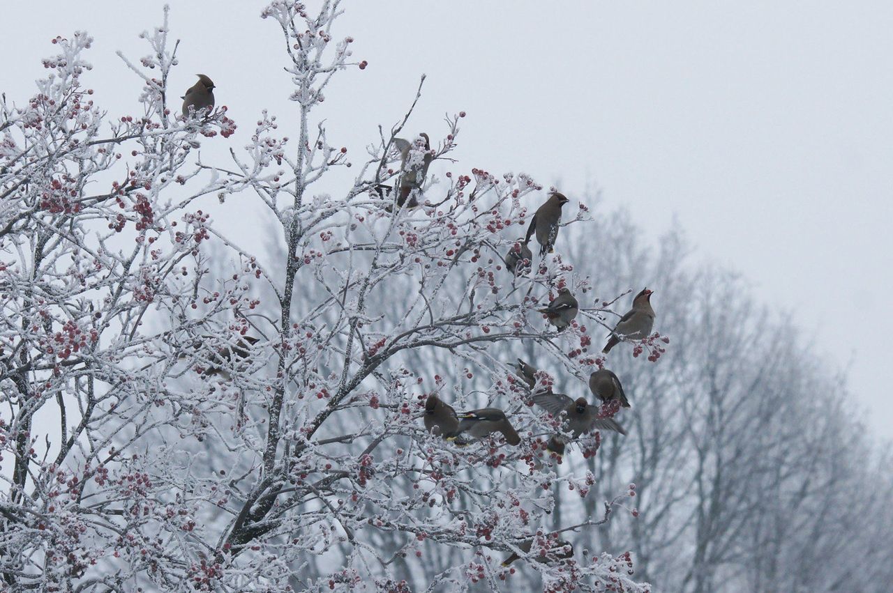 Ptaki zim�ą w Polsce. Te ptaki przylatują do nas na zimę. Które ptaki zimą możesz zobaczyć w swoim karmniku?
