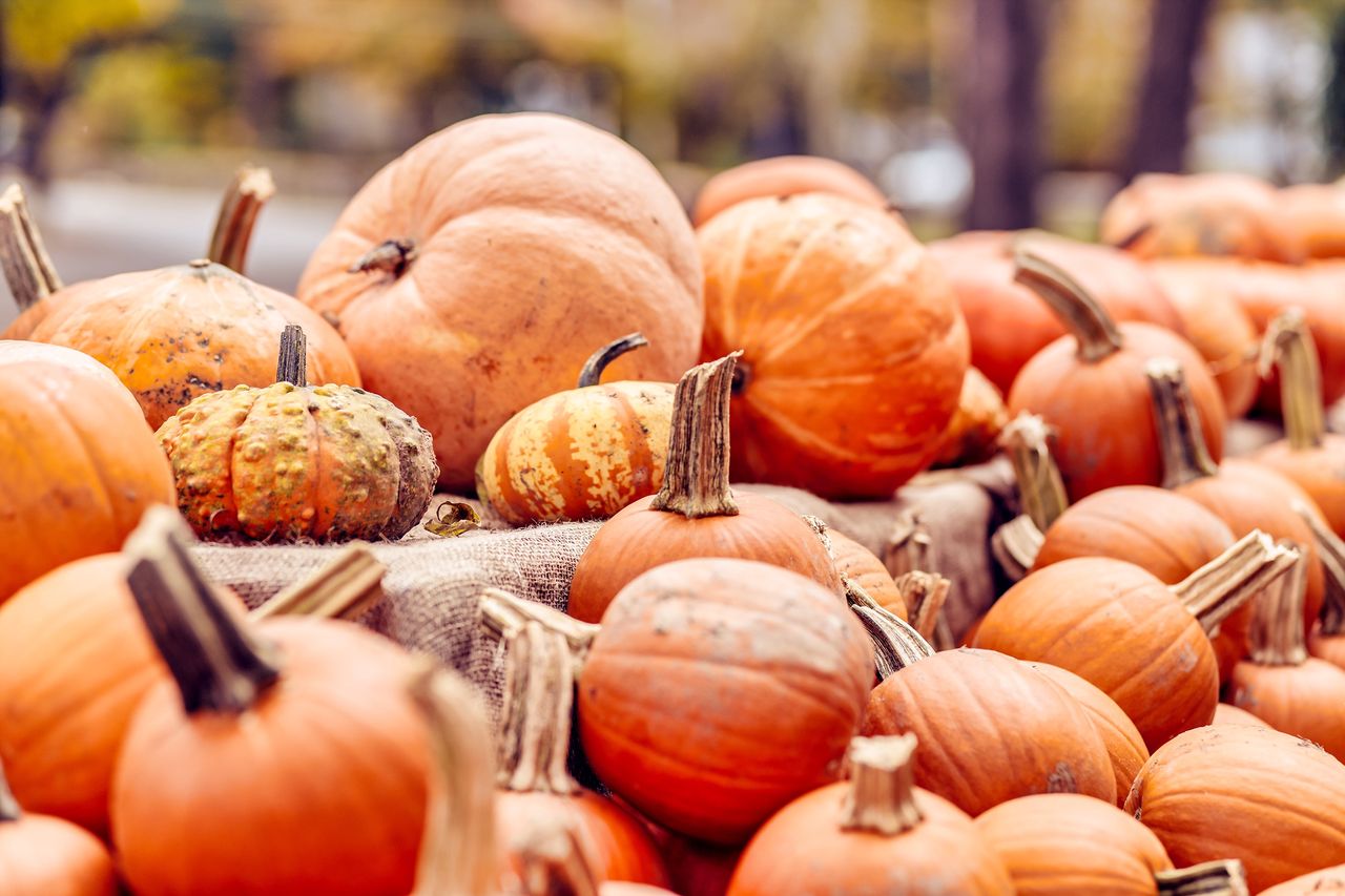 Co z dyniami po Halloween? Tego nigdy nie rób