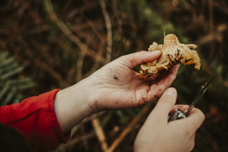 Te pary grzybów Polacy mylą najczęściej. Eksperci alarmują