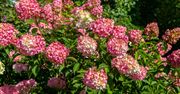 Wlej pod hortensje w marcu. Będą uginać się od kwiatów