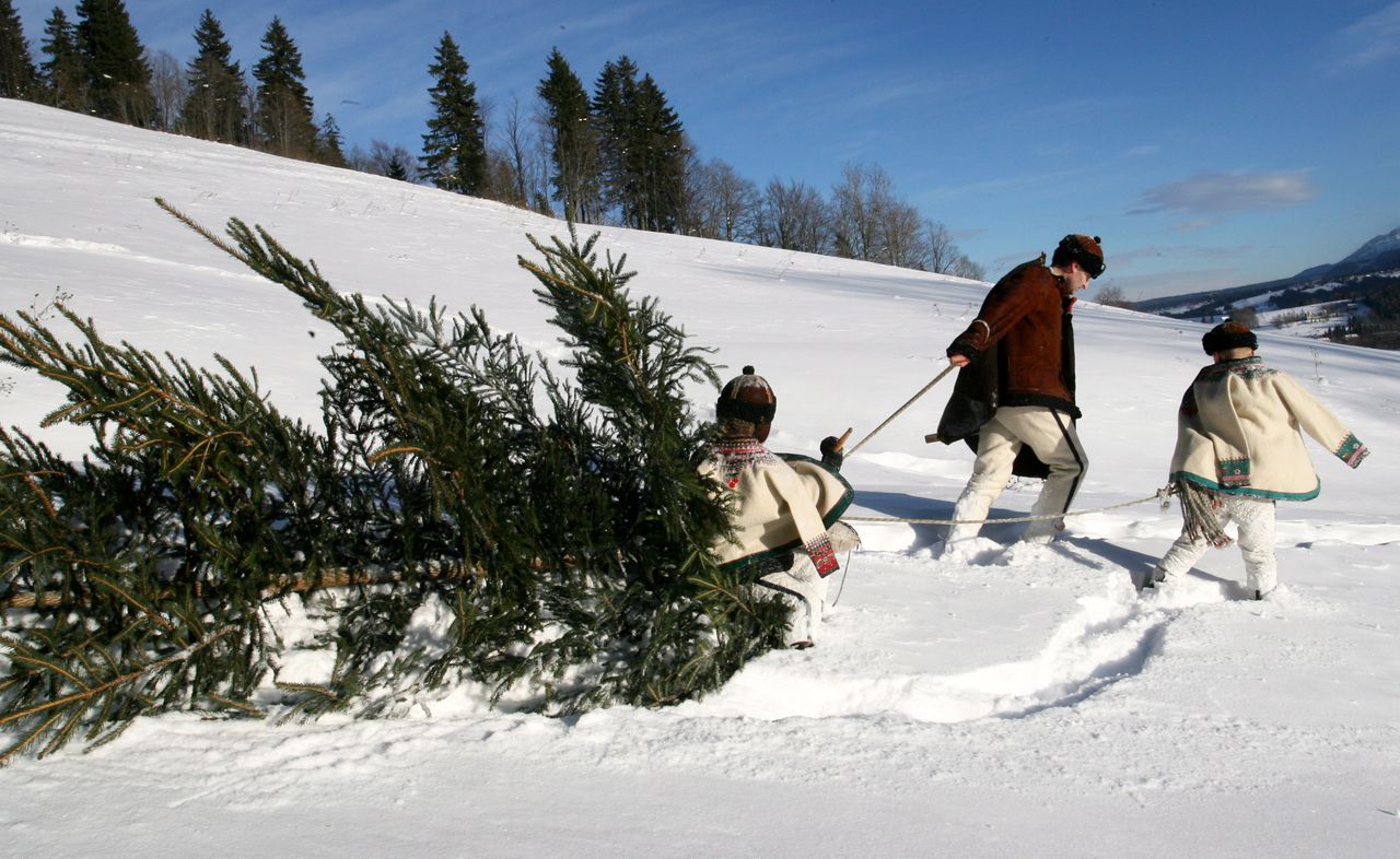 Zakopane, 19.12.2010. Jak co roku, góral z Zakopanego, Marcin Zubek, wraz z synami Kubą i Klimkiem udali się do swojego lasu po choinkę.