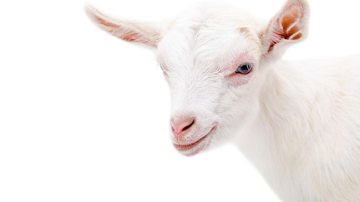 Mleko kozie zawiera cenne witaminy i składniki mineralne np. kwas foliowy, witaminę A oraz witaminy z grupy B