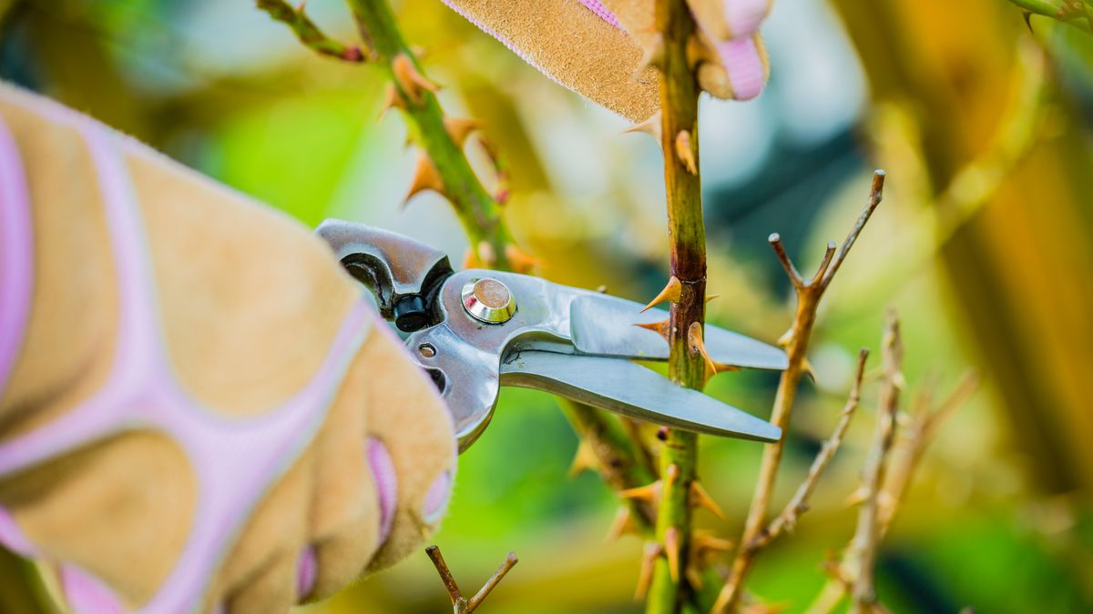 Spring pruning roses in the gardenWojciech Gajdarose, pruning, gardening, garden, work, spring, roses, bush, hand, cutting, prune, gardener, green, scissors, tool, secateurs, nature, branch, cut, trim, cuttings, equipment, shrub, trimming, plant, care