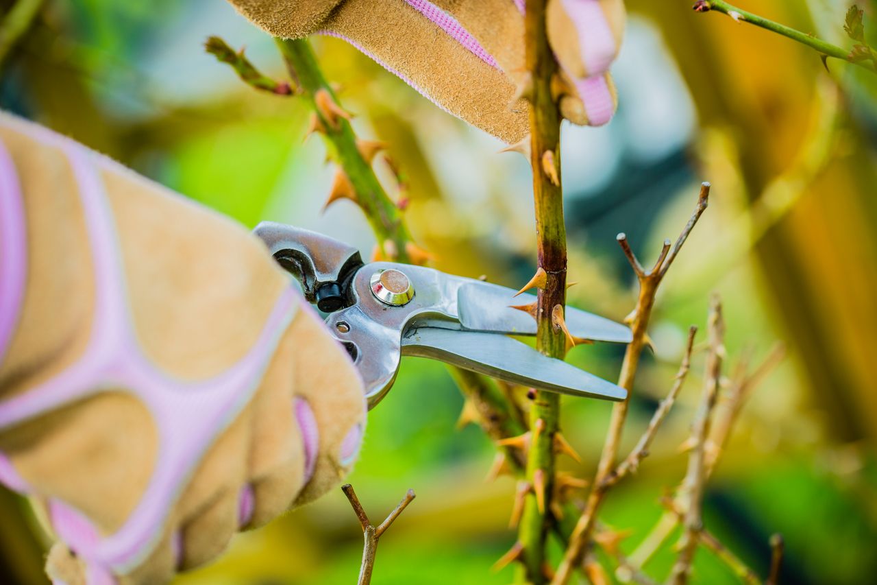 Kiedy przycinać róże po zimie? Ten termin jest najlepszy