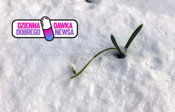 Już nie tylko przebiśniegi. W Bieszczadach przedwiośnie pełną parą