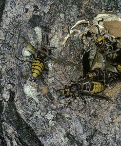 Łowił ryby nad Wartą. Zginął w męczarniach