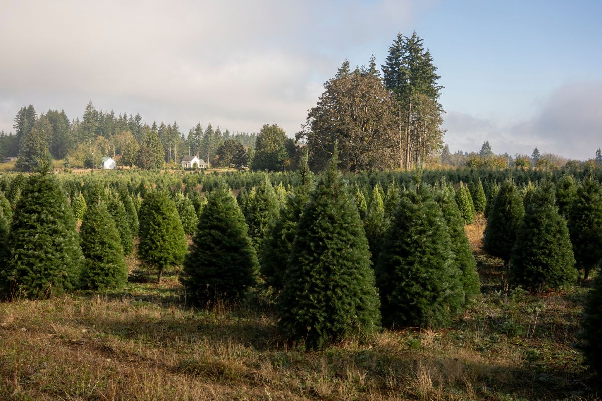 Discover the fast-growing Douglas fir for a unique, green hedge