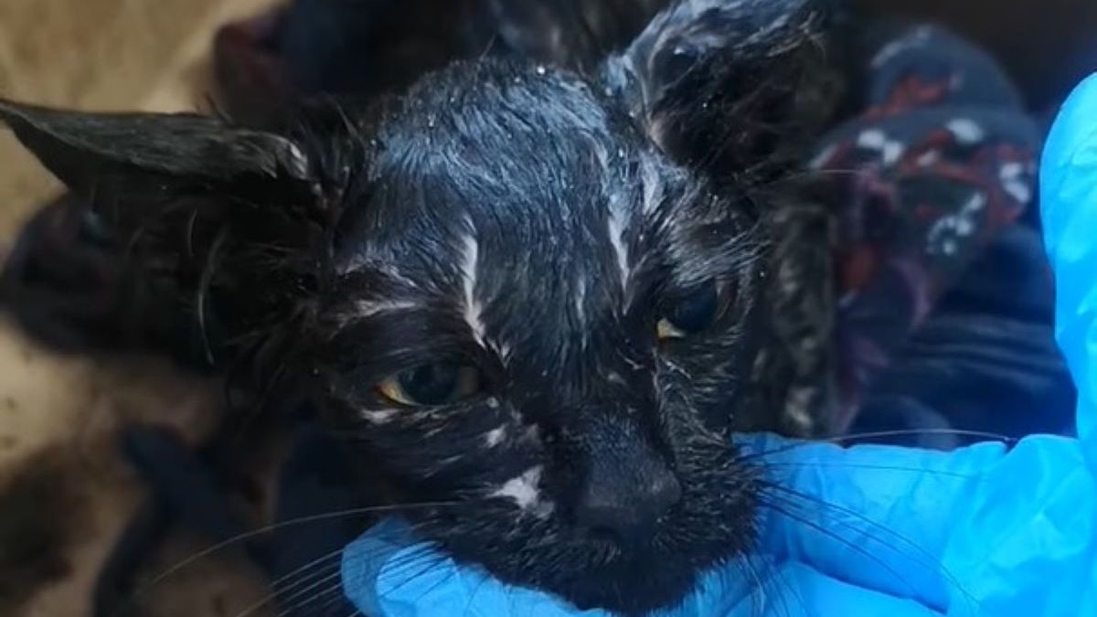 Kot razem ze śmieciami trafił do zakładu zagospodarowania odpadów 