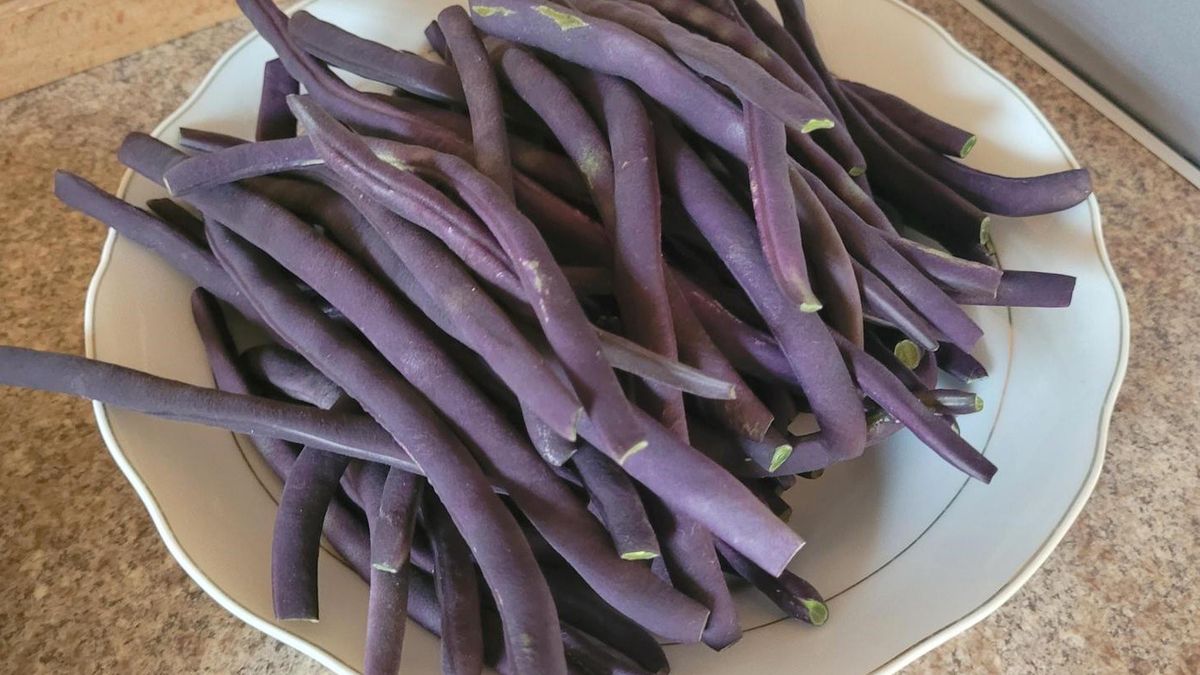 Fasolka szparagowa to mój hit lata 2024