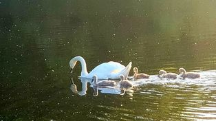 Lasek Złotoryjski: Planowana budowa bloków? Są protesty