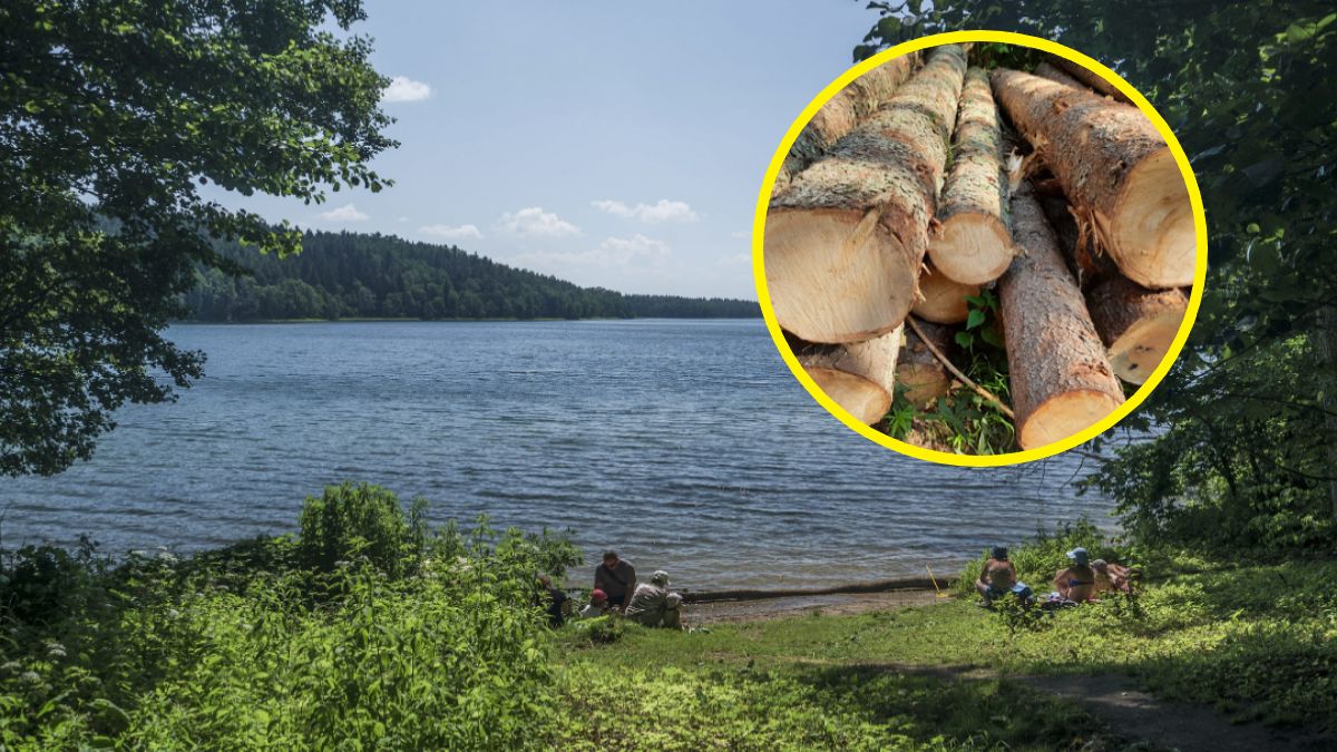 Wycinka drzew nad Hańczą. Ekolodzy i mieszkańcy protestują