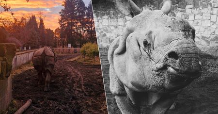 Smutna wiadomość z warszawskiego zoo. Nie żyje Kuba