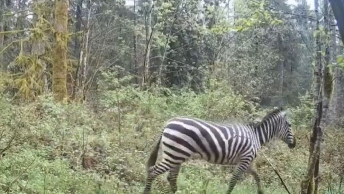 Zebra nagrana przez kamerę w lesie.