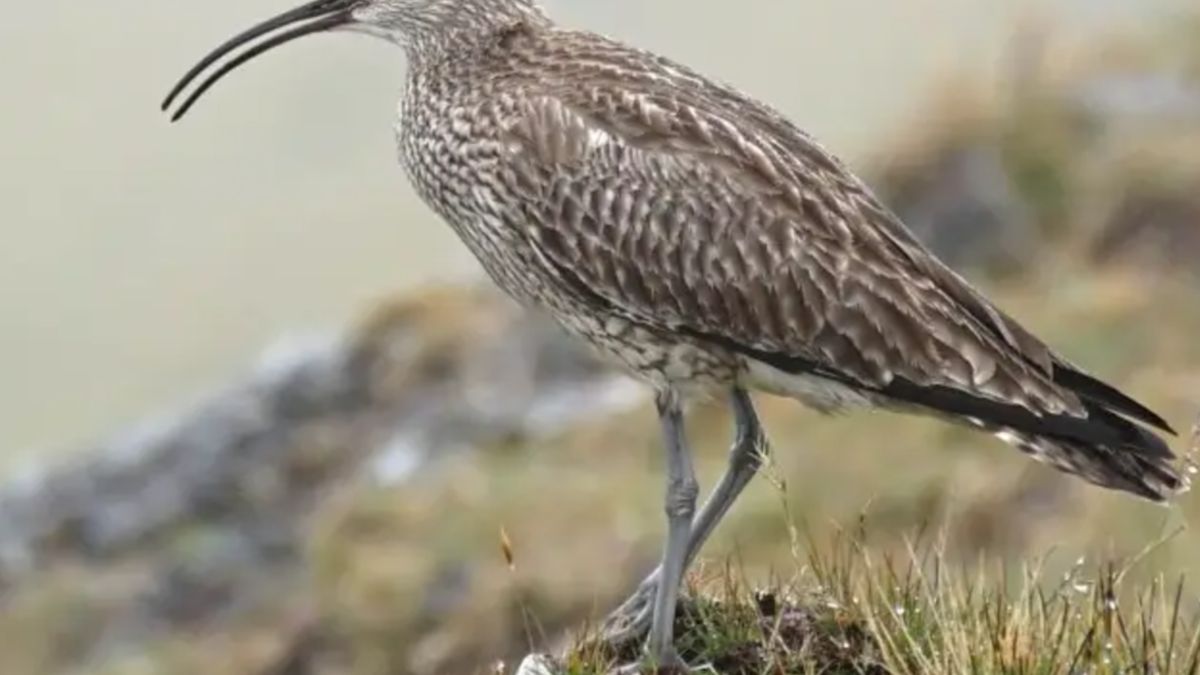 Kulik mniejszy to kuzyn wymarłego Kulika cienkodziobego