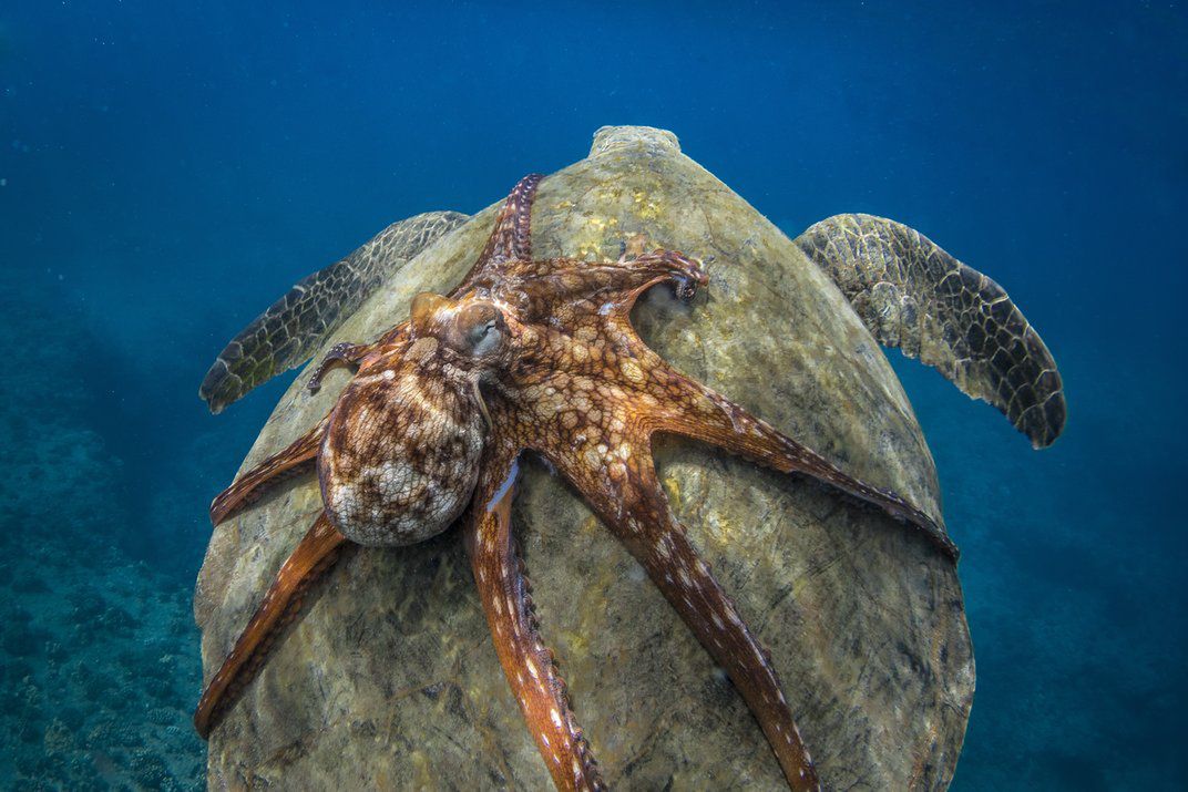 Arek Rataj wśród finalistów konkursu Smithsonian Photo Contest 2016 4
