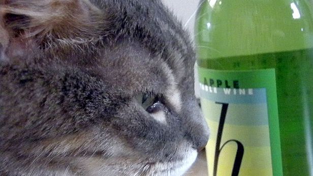 WTF dnia: wino, które powstało specjalnie dla kotów. Bezalkoholowe oczywiście! 1