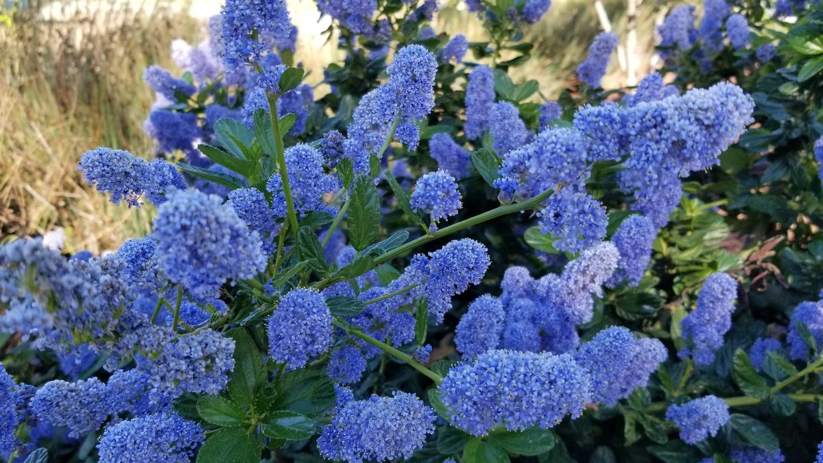 Ceanothus ImpressusClose-up photograph of the lilac Santa Barbara Ceanothus flowering plant (Ceanothus impressus), found at Rancho San Ramon Community Park, San Ramon, California, April 22, 2019.Gado Images