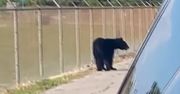 Niedźwiedź na terenie lotniska. Nie od razu udało się go złapać