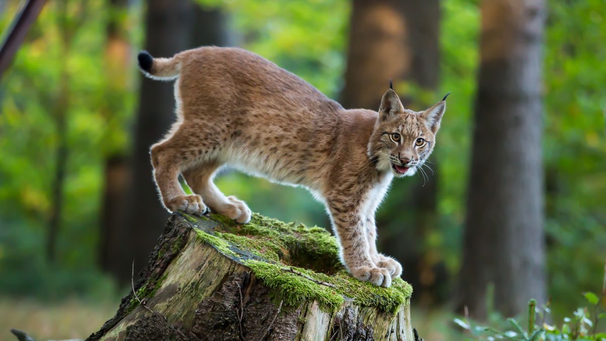Większość rysi ginie młodo, często z powodu aktywności człowieka