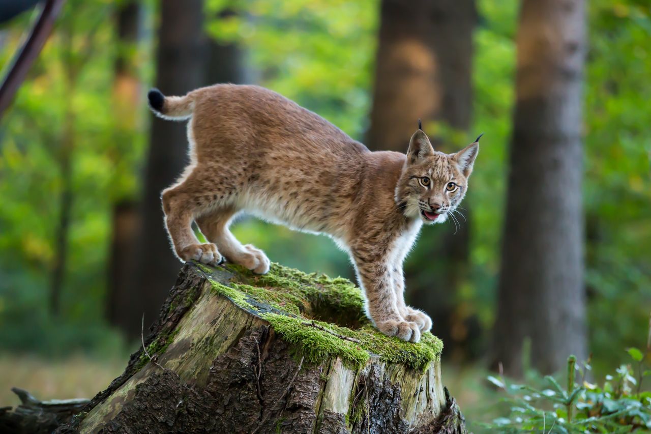 Rysie umierają młodo, głównie przez człowieka. Zostało ich już tylko kilkaset