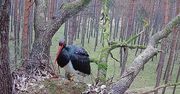 Najsłynniejsza bocianica w Polsce wróciła do gniazda. Pokonała 1400 kilometrów