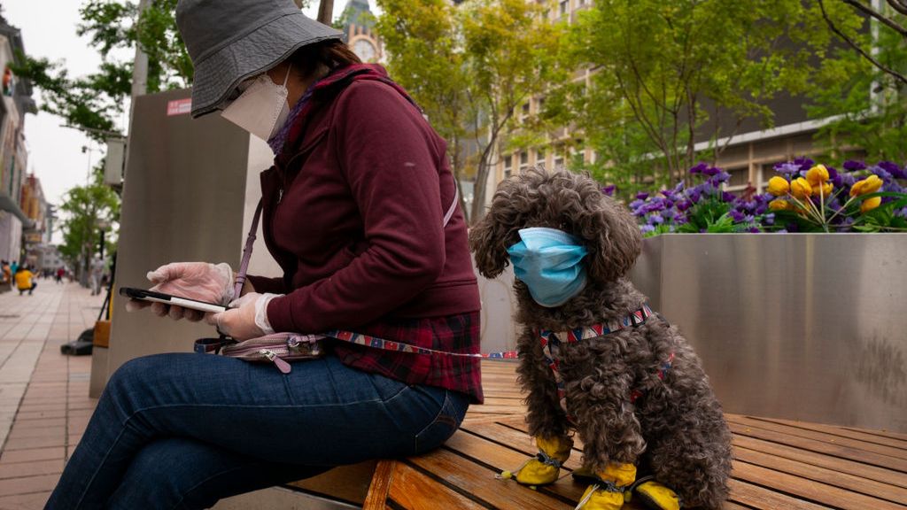 pies zwierze koronawirus covid-19