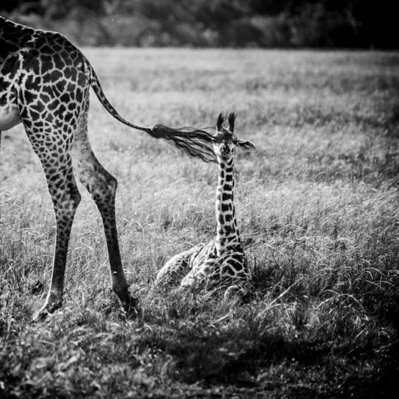 Laurent Baheux ujął charakter Afryki w czarno-białych portretach zwierząt 21