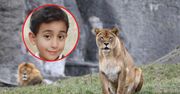 Dramat w zoo. Nie żyje 6-latek zaatakowany przez lwa
