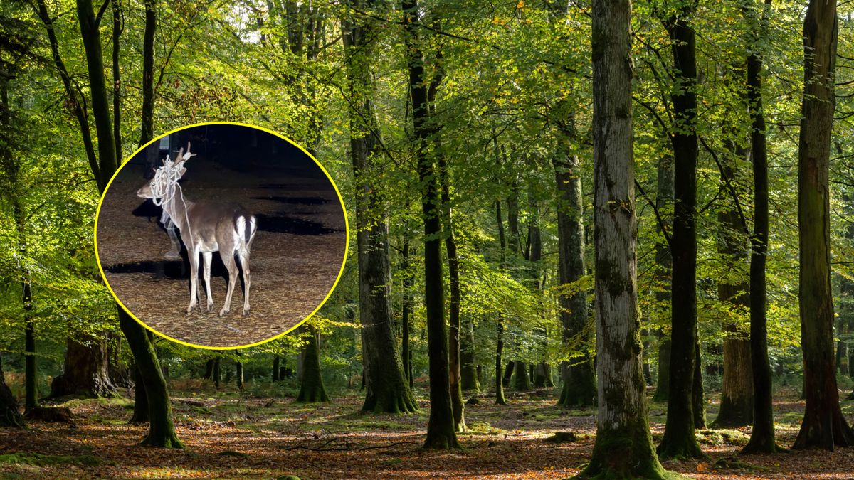 Zwierzę uciekło ze sznurem lub kablem na głowie 