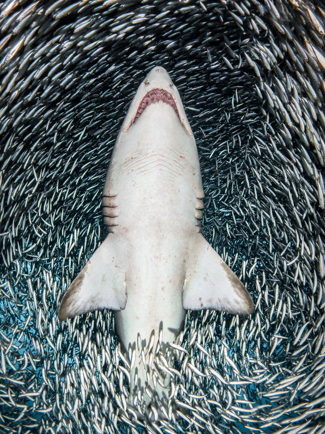 Underwater Photographer of the Year 2018 - niesamowity podwodny świat na wyciągnięcie ręki 6
