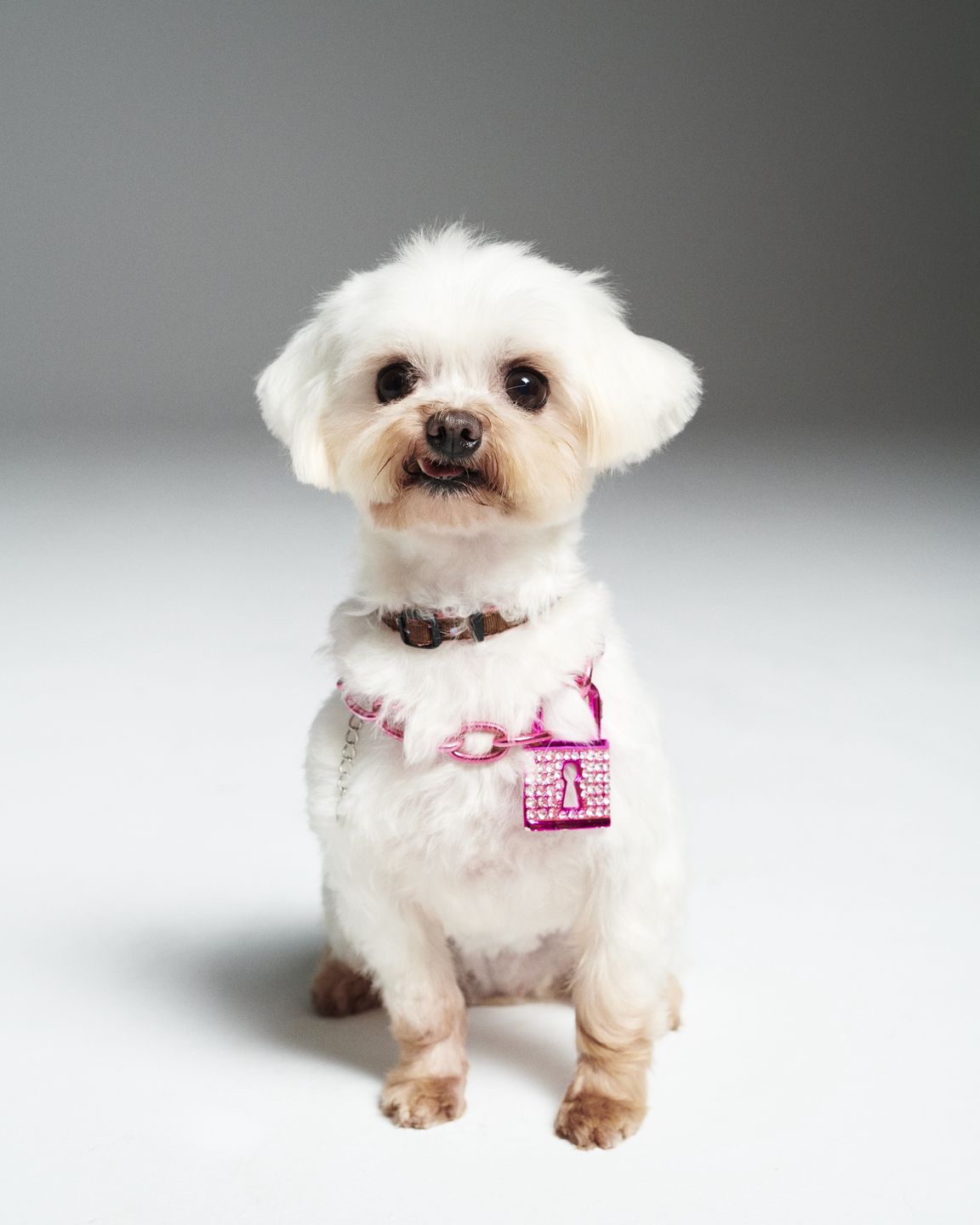 Pudelek szuka domu dla Poppy