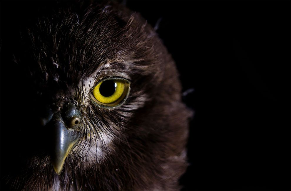 Młodzi finaliści konkursu „World Wildlife Day Photography Competition" i ich świetne zdjęcia przyrody 7