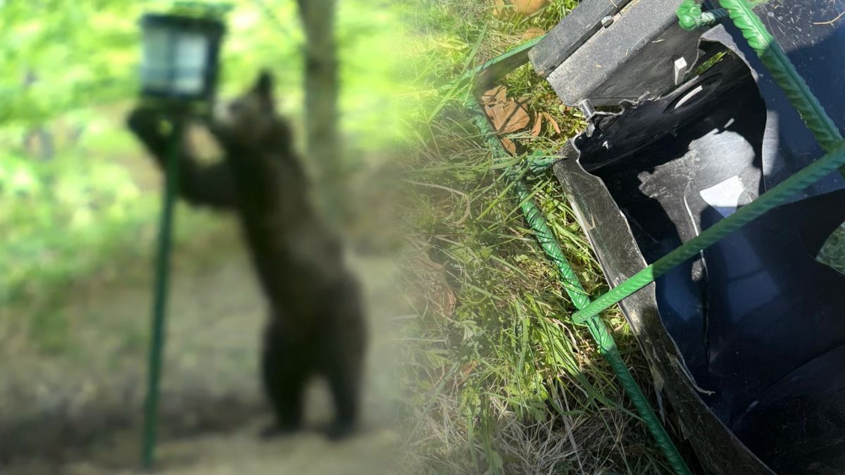 Niedźwiedź zniszczył podajnik kukurydzy