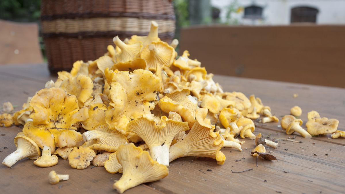 Kurki, grzyby, grzybobranie, 