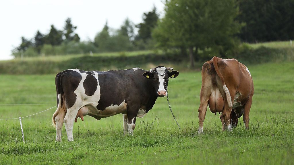 Proceder dotyczył zawierania umów związanych z dzierżawą krów