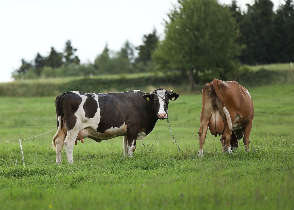 Przed wyborami w Danii używają tematu o chorych krowach. "Krążą dezinformacje"