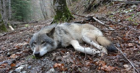 Masowe śmierci wilków w sercu Włoch. Śledczy podejrzewają zatrucie