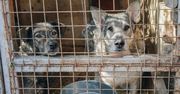 Wrocław. Psy z Radys czekają na nowe imiona i właścicieli. Są w coraz lepszym stanie