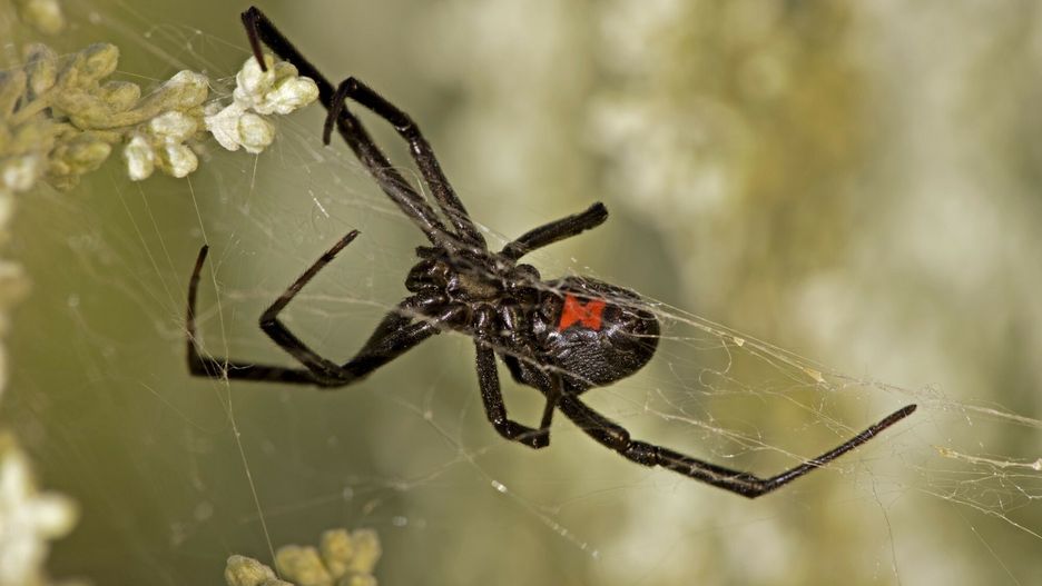 Mary Evans - Ardea HD Sept 2013
Black Widow Spider - Female in web (Latrodectus hesperus)
John Cancalosi / ardea.com