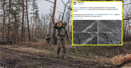 Rabują ukraińskie lasy. Widać to na zdjęciach satelitarnych