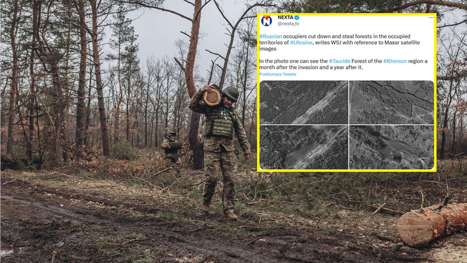 Rabują ukraińskie lasy. Widać to na zdjęciach satelitarnych