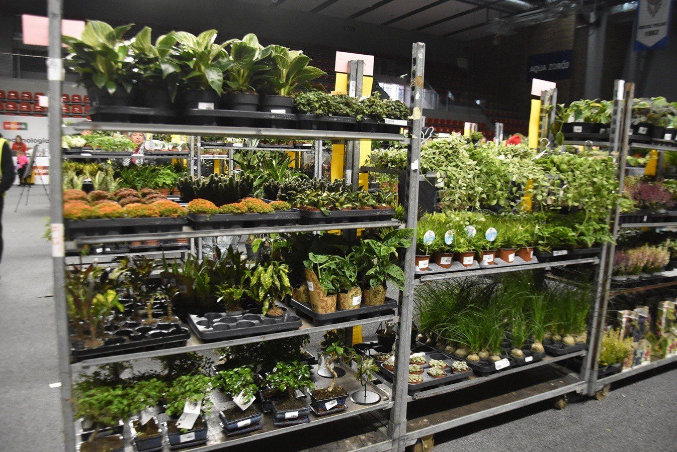 Festiwal Roślin w wałbrzyskim Aqua Zdroju