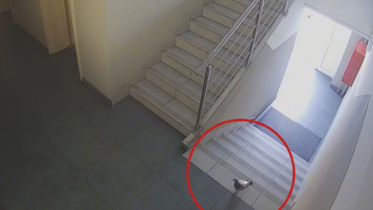 Nietypowy gość pojawił się w komendzie w Golubiu-Dobrzyniu