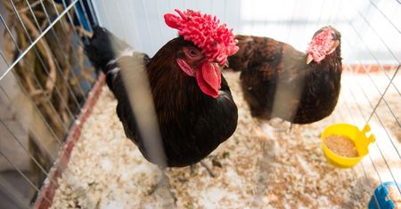 Salmonella w polskim drobiu i jajach. Brytyjczycy ostrzegają