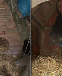 Z budy psa za kratki. Absurdalna historia z woj. świętokrzyskiego