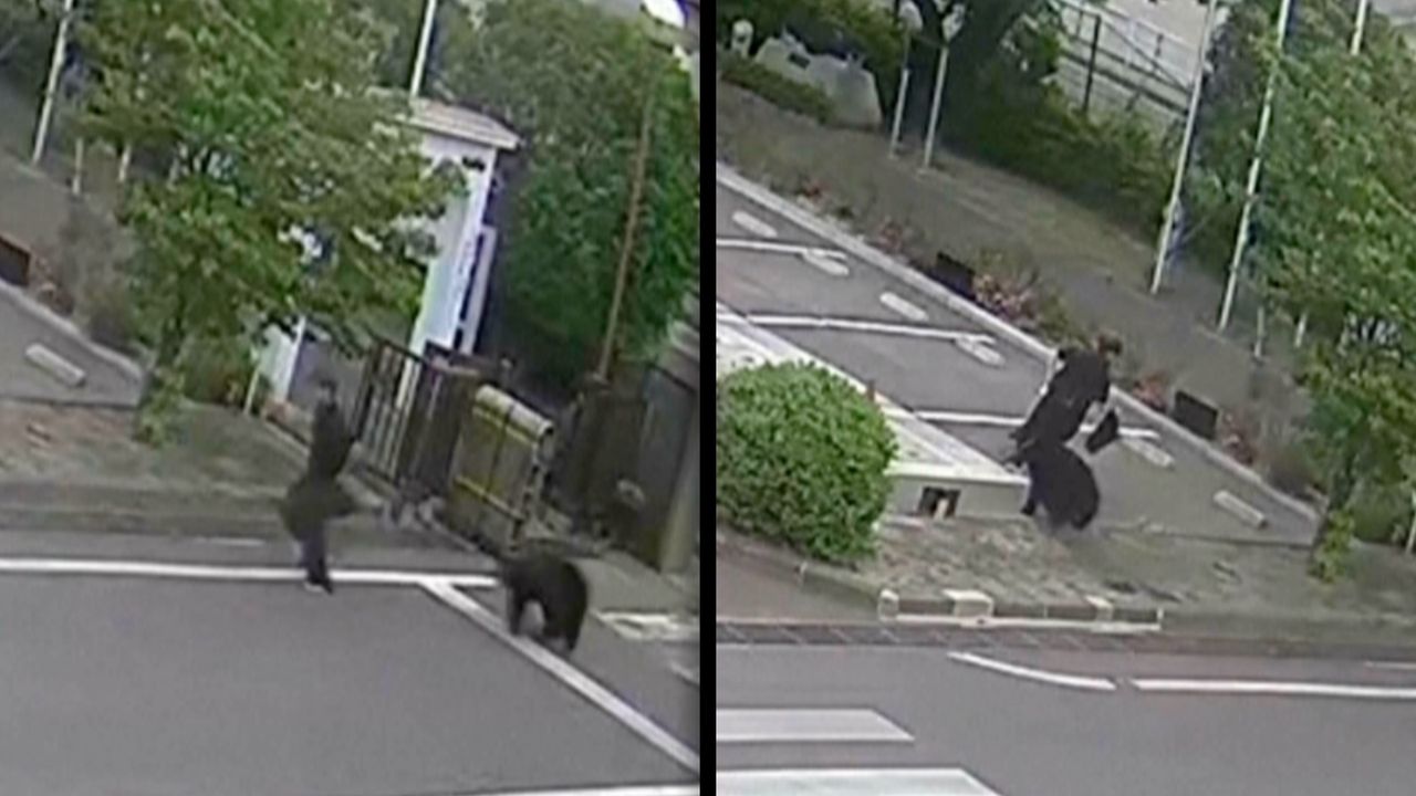 Brutalny atak niedźwiedzia. Cztery osoby zranione. Jest nagranie