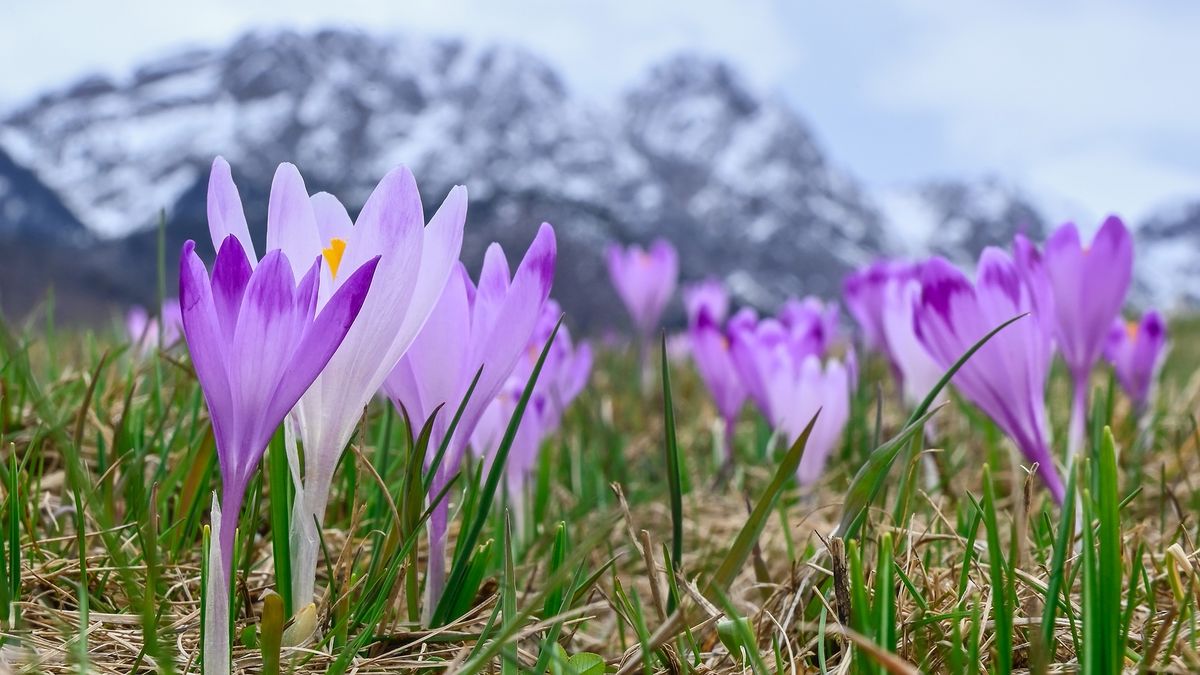 Łąki krokusów pod Tatrami.